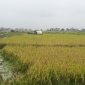 Xã Xuân Lai triển khai công tác thu hoạch vụ Chim xuân 2022