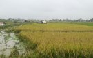 Xã Xuân Lai triển khai công tác thu hoạch vụ Chim xuân 2022