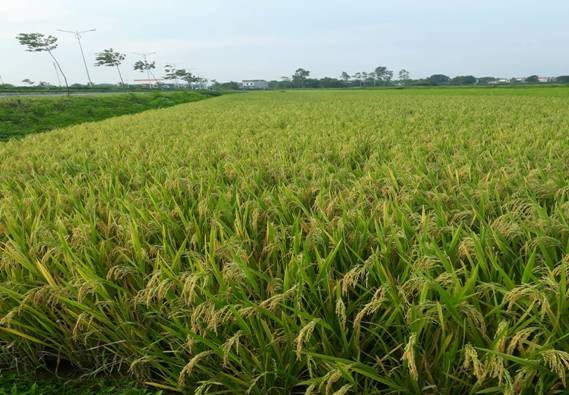 Description: Không có mô tả.