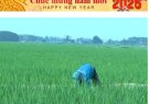 THỌ XUÂN TĂNG CƯỜNG CHĂM SÓC LÚA VỤ XUÂN
