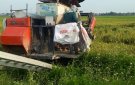Ban chỉ đạo sản xuất Nông nghiệp xã Xuân Lai tổ chức thăm đồng, đánh giá năng suất vụ chiêm xuân năm 2021